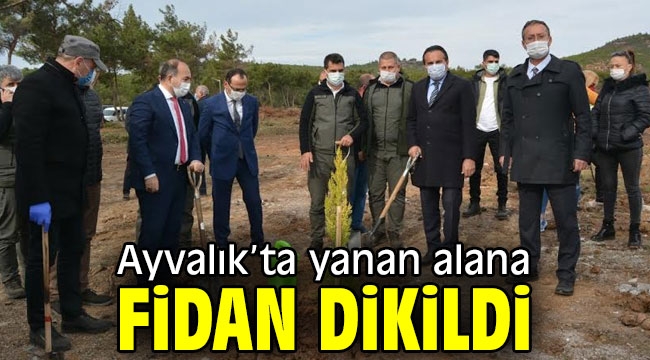 Ayvalık'ta yanan alana fidan dikildi