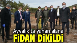 Ayvalık'ta yanan alana fidan dikildi