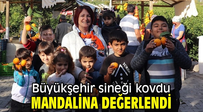 Büyükşehir sineği kovdu, mandalina değerlendi