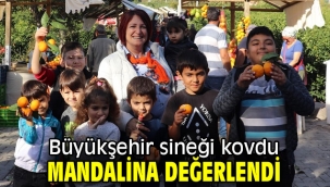 Büyükşehir sineği kovdu, mandalina değerlendi