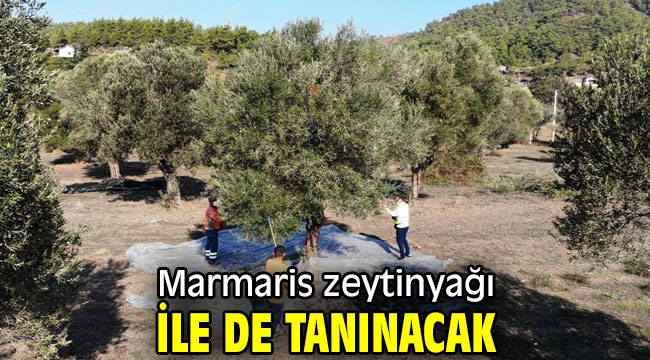 Marmaris zeytinyağı ile de tanınacak     