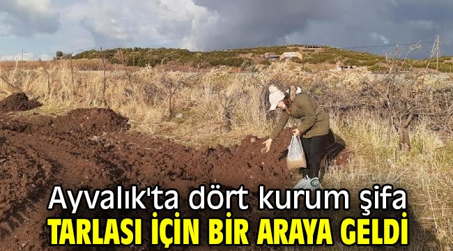 Ayvalık'ta dört kurum şifa tarlası için bir araya geldi