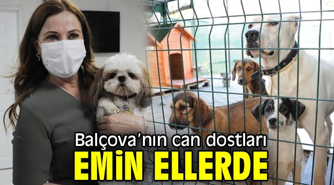 Balçova'nın can dostları emin ellerde