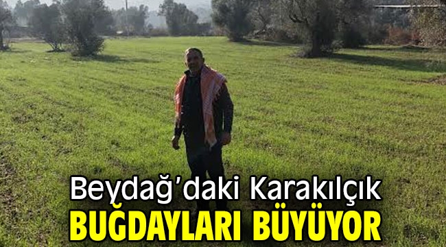 Beydağ'daki Karakılçık Buğdayları Büyüyor