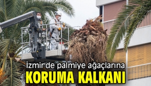 İzmir'de palmiye ağaçlarına koruma kalkanı