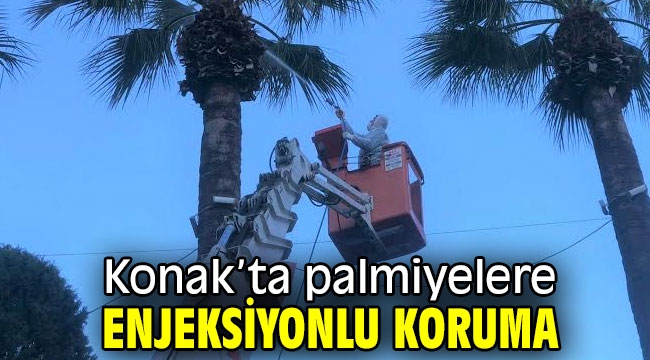 Konak'ta palmiyelere enjeksiyonlu koruma