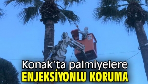 Konak'ta palmiyelere enjeksiyonlu koruma