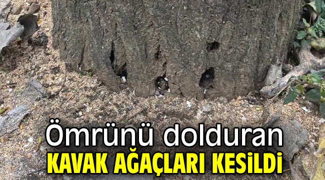 Ömrünü dolduran kavak ağaçları kesildi 