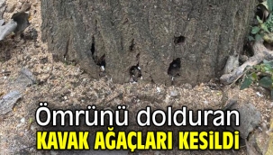 Ömrünü dolduran kavak ağaçları kesildi 