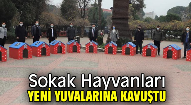 Sokak Hayvanları Yeni Yuvalarına Kavuştu