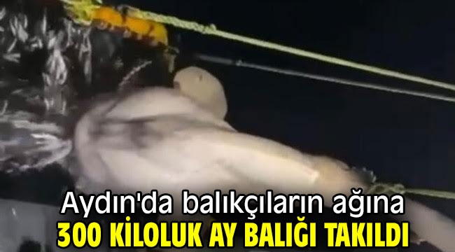 Aydın'da balıkçıların ağına 300 kiloluk ay balığı takıldı