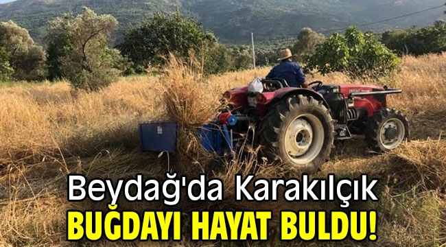 Beydağ'da Karakılçık buğdayı hayat buldu!