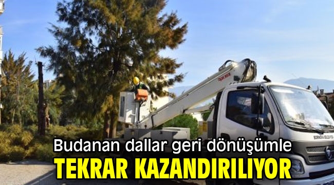 Bornova'da budanan dallar geri dönüşümle tekrar kazandırılıyor