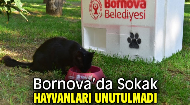 Bornova'da Sokak hayvanları unutulmadı