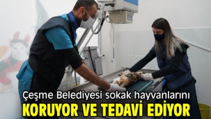 Çeşme Belediyesi sokak hayvanlarını koruyor ve tedavi ediyor