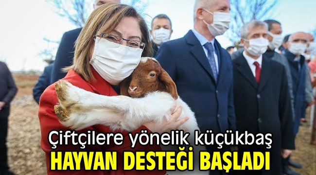 Çiftçilere yönelik küçükbaş hayvan desteği başladı