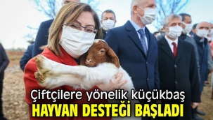 Çiftçilere yönelik küçükbaş hayvan desteği başladı