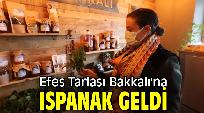 Efes Tarlası Bakkalı'na ıspanak geldi