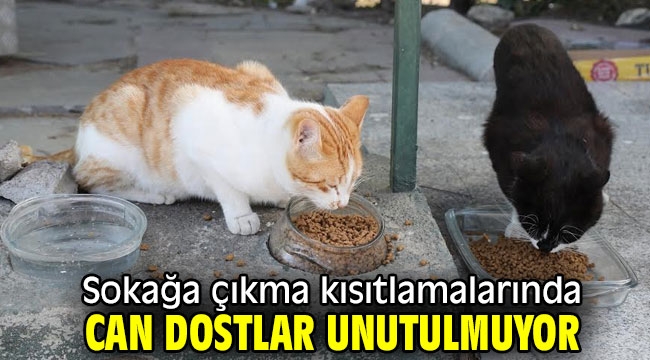 Sokağa çıkma kısıtlamalarında can dostlar unutulmuyor