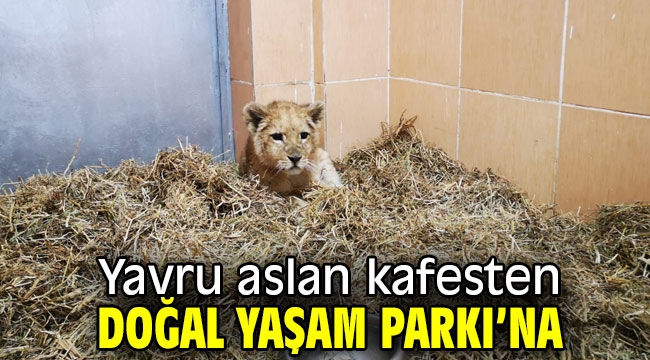 Yavru aslan kafesten kurtarıldı