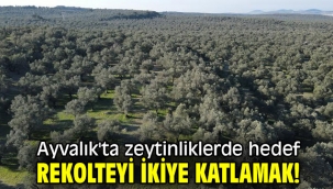 Ayvalık'ta zeytinliklerde hedef rekolteyi ikiye katlamak!
