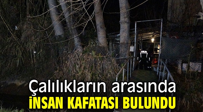 Çalılıkların arasında insan kafatası bulundu