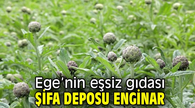 Ege'nin eşsiz gıdası şifa deposu enginar