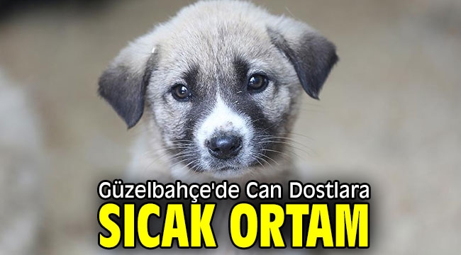 Güzelbahçe'de Can Dostlara Sıcak Ortam