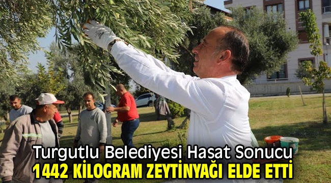 Turgutlu Belediyesi Hasat Sonucu 1442 Kilogram Zeytinyağı Elde Etti 