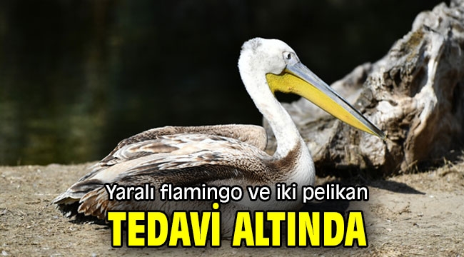 Yaralı flamingo ve iki pelikan tedavi altında