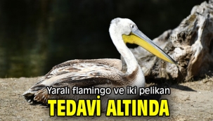 Yaralı flamingo ve iki pelikan tedavi altında