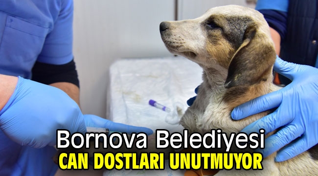 Bornova Belediyesi can dostları unutmuyor