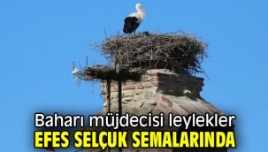 Leylekler Efes Selçuk semalarında
