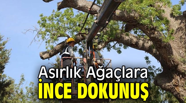 Asırlık Ağaçlara İnce Dokunuş