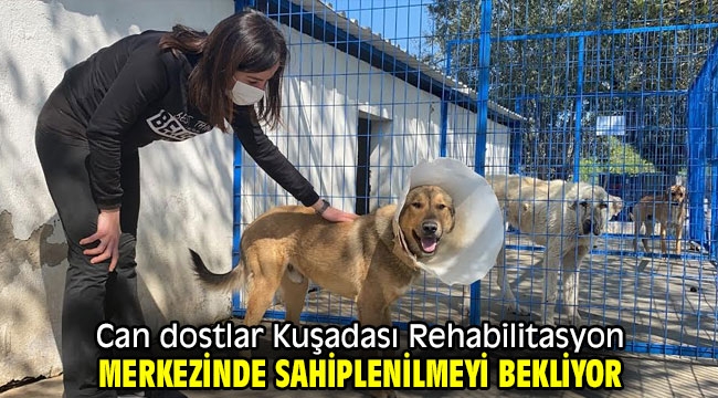 Can dostlar Kuşadası Rehabilitasyon Merkezinde sahiplenilmeyi bekliyor