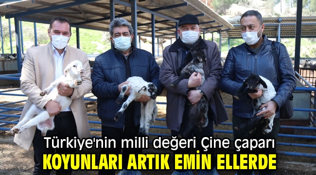 Türkiye'nin milli değeri Çine çaparı koyunları artık emin ellerde