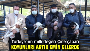 Türkiye'nin milli değeri Çine çaparı koyunları artık emin ellerde