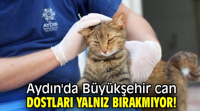 Aydın'da Büyükşehir can dostları yalnız bırakmıyor!