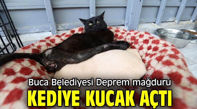 Buca Belediyesi Deprem mağduru kediye kucak açtı