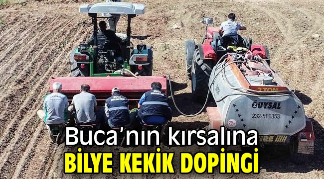 Buca'nın kırsalına bilye kekik dopingi 