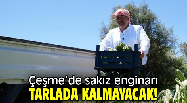 Çeşme'de sakız enginarı tarlada kalmayacak!