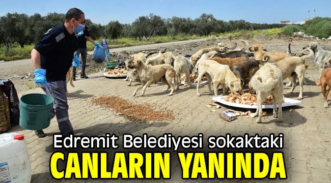 Edremit Belediyesi sokaktaki canların yanında