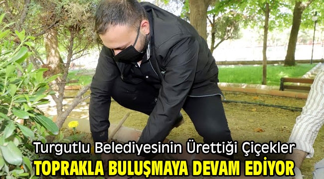 Turgutlu Belediyesinin Ürettiği Çiçekler Toprakla Buluşmaya Devam Ediyor