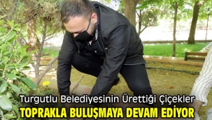 Turgutlu Belediyesinin Ürettiği Çiçekler Toprakla Buluşmaya Devam Ediyor