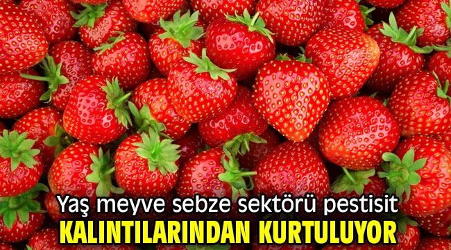 Yaş meyve sebze sektörü pestisit kalıntılarından kurtuluyor 