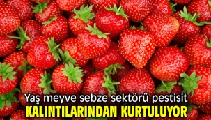 Yaş meyve sebze sektörü pestisit kalıntılarından kurtuluyor 