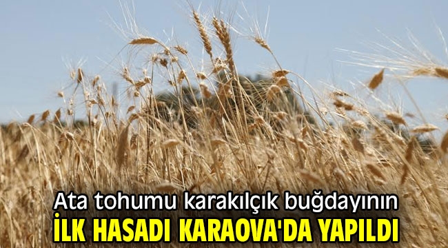  Ata tohumu karakılçık buğdayının ilk hasadı Karaova'da yapıldı