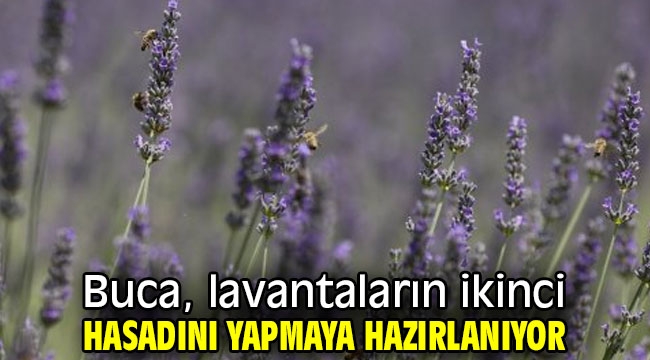 Buca, lavantaların ikinci hasadını yapmaya hazırlanıyor