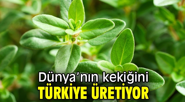 Dünya'nın kekiğini Türkiye üretiyor