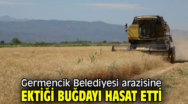 Germencik Belediyesi arazisine ektiği buğdayı hasat etti